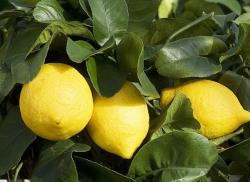 Citron menton 015